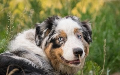 Common Myths About Heartworm