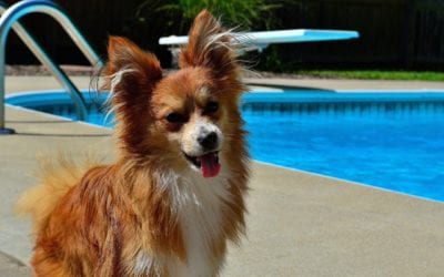 Most Common Water Hazards for Pets