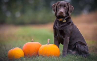Halloween Safety: Keep These Four Treats Away from Your Pet
