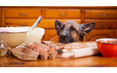Healthy Thanksgiving Food For Your Pet