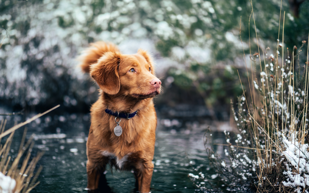 Why Your Pet Needs to Be on Parasite Prevention Even in the Winter