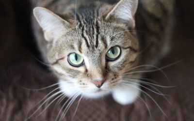 3 Ways to Help Your Newly Adopted Cat Feel at Home