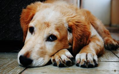 Lumps and Bumps in Pets: When You Should Be Concerned